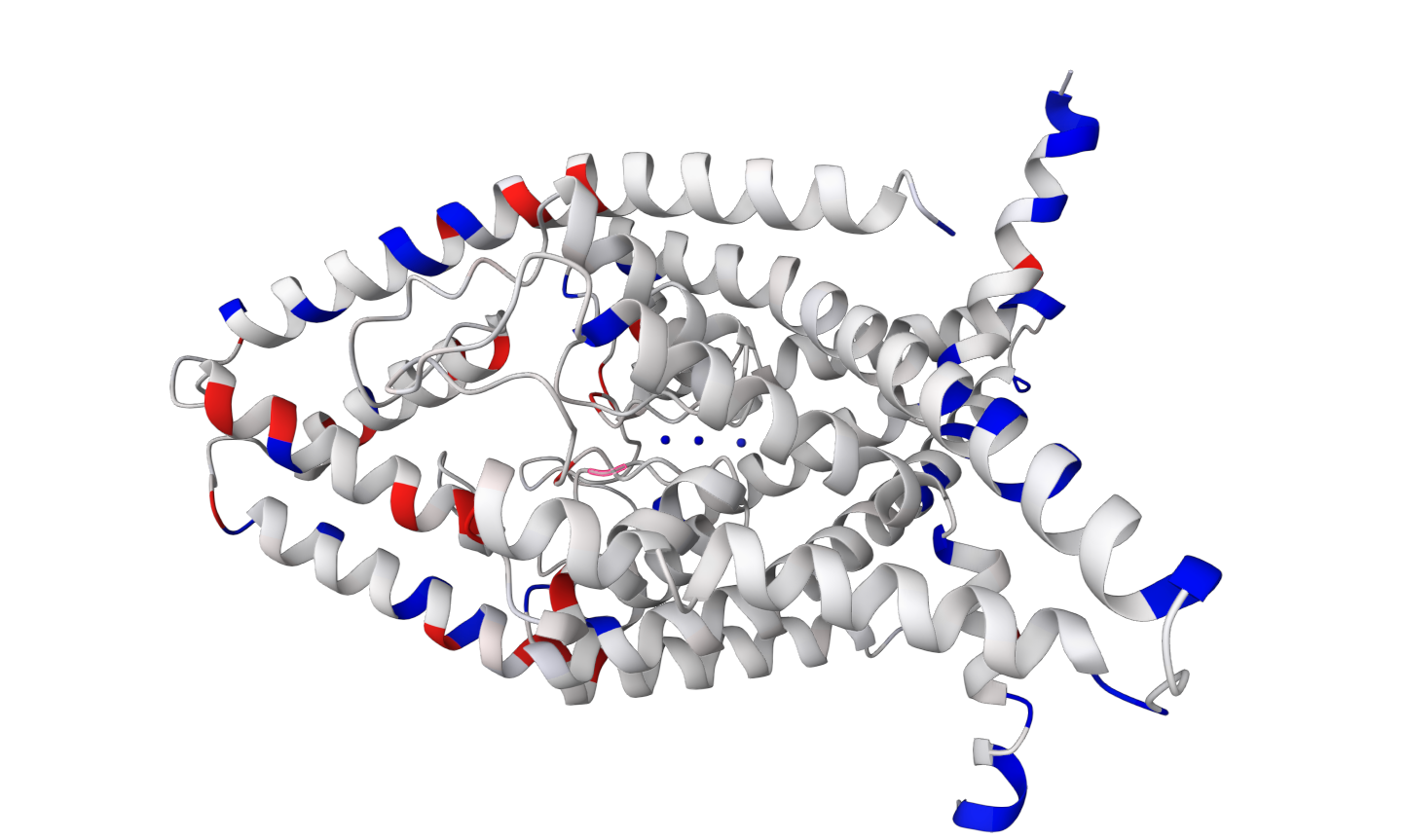 P-glycoprotein